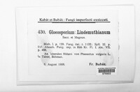Colletotrichum lindemuthianum image